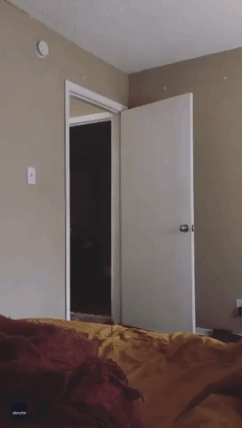 German Shepherd Has His Own Way of Walking Through Doorways