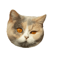 British Shorthair What Sticker