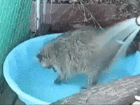 racoon GIF