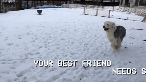 best friends dog GIF by Polyvinyl Records