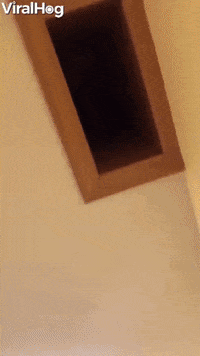 Spying Doggo Is Always Watching GIF by ViralHog