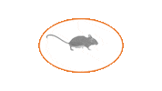 Mouse Sticker by M.G. Nagerfarm