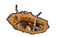 star wars Tatooine Sticker