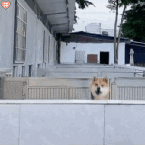 Dog Reaction GIF by TikiIndia