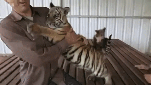 LTJ giphygifmaker GIF