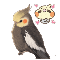 Pet Cockatiel Sticker