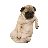 pug STICKER by imoji