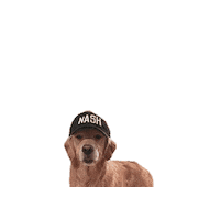Dog Puppy Sticker by TheNASHCollection