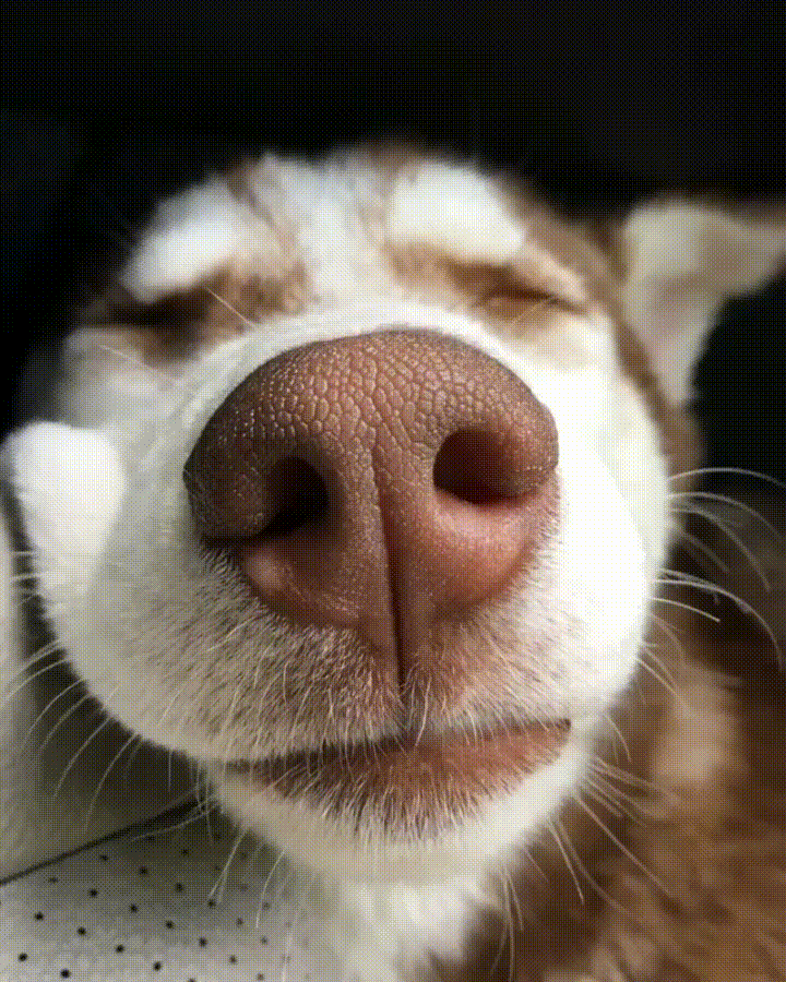 snout GIF