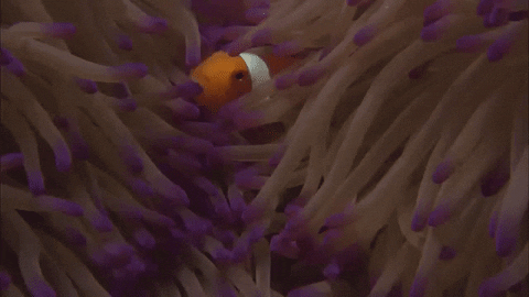 finding nemo GIF