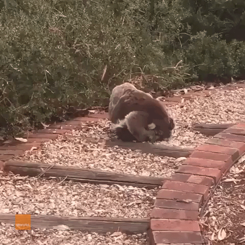 These Koalas Can't Bear Each Other