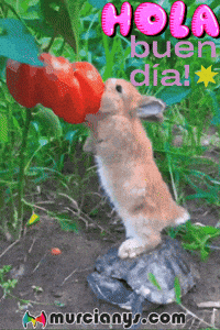 Buen Dia Chile GIF by Murcianys LLC