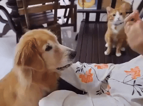cuteanimalland giphyupload GIF