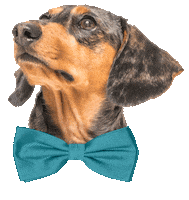 Bow Tie Dog Sticker by Sam & Ash, LLP