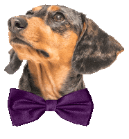 Bow Tie Sticker by Sam & Ash, LLP