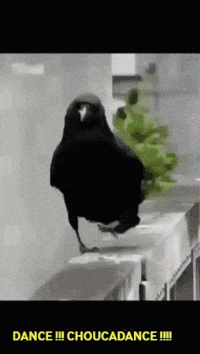 Dance Raven GIF by RecetteMedievale