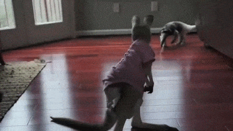 house kangaroo GIF