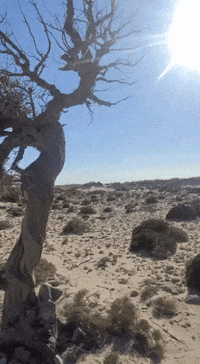 Soulride dog beach vacation sea GIF