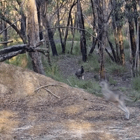 Emu Chases After Kangaroos