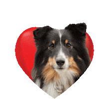 dog love Sticker by Tales&Tails