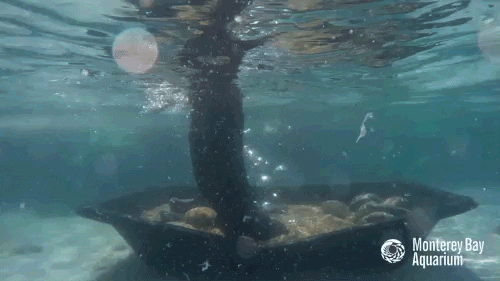 sea otter GIF by Monterey Bay Aquarium
