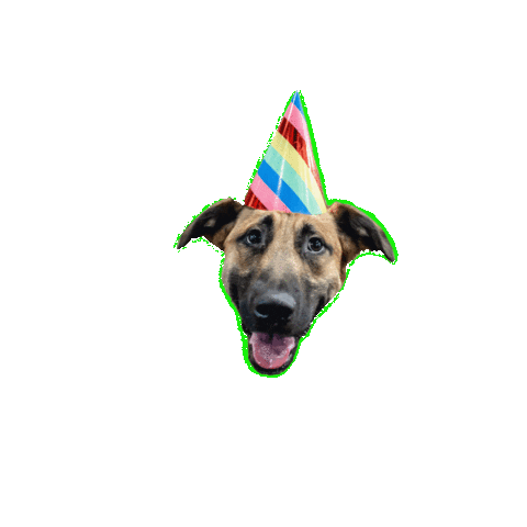 BossK9 dogs happy dog smiling dog jethro Sticker