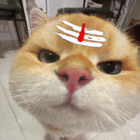 Cat Car GIF