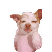 chihuahua STICKER by imoji