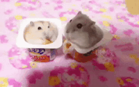 Hamster Yogurt GIF