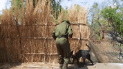 searching lets go GIF by Great Big Story