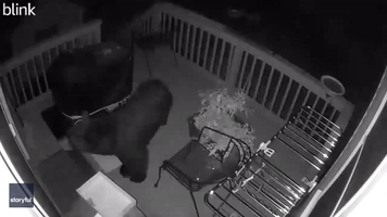 Bear Checks Out Back Deck of Massachusetts Home