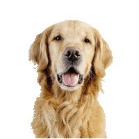 Golden Retriever Dog Sticker