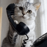 Meow Hello GIF