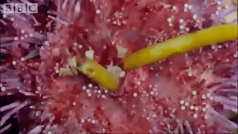 kerryanderson giphygifmaker kelp urchin sea urchin GIF