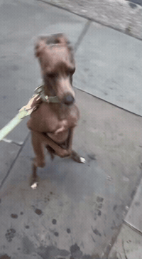 Dog What GIF