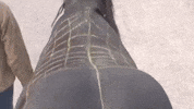 Horses Horse Riding GIF by Natural Horseman Saddles