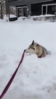 Determined Husky Clambers Through 40 Inches of Snow in Upstate New York