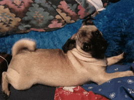 Dog Pug GIF