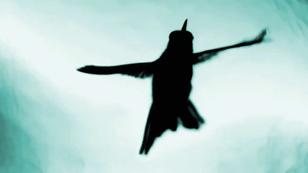 Videnskabdk giphyupload GIF