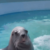 Happy Animal Kingdom GIF by Respective