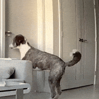 Closed Doors Bernedoodle GIF