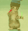 cat dancing GIF