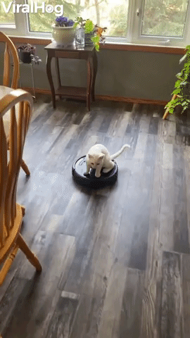 Kitty Takes Roomba for a Ride