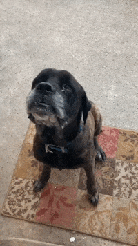 excited big mouth GIF by Tricia  Grace