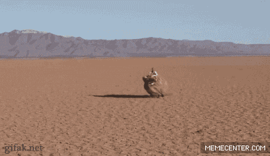 Dog Running GIF
