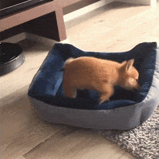 cuteanimalland giphyupload GIF