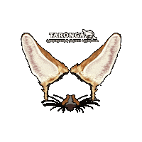 TarongaZoo africa fennec fox taronga Sticker
