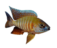 3D Fish Sticker by MeshMinds