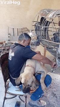 When Your Dog Wants Attention 