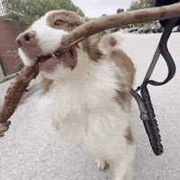Aussie GIF